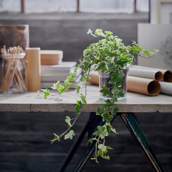 HEDERA HELIX زرع في وعاء, أفى, 13 سم