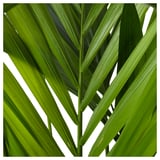 HOWEA FORSTERIANA زرع في وعاء, كنتيا بالم, 24 سم