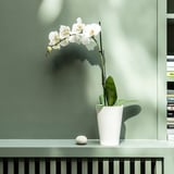 PHALAENOPSIS زرع في وعاء, أوركيد/1 ساق عدة ألوان, 12 سم