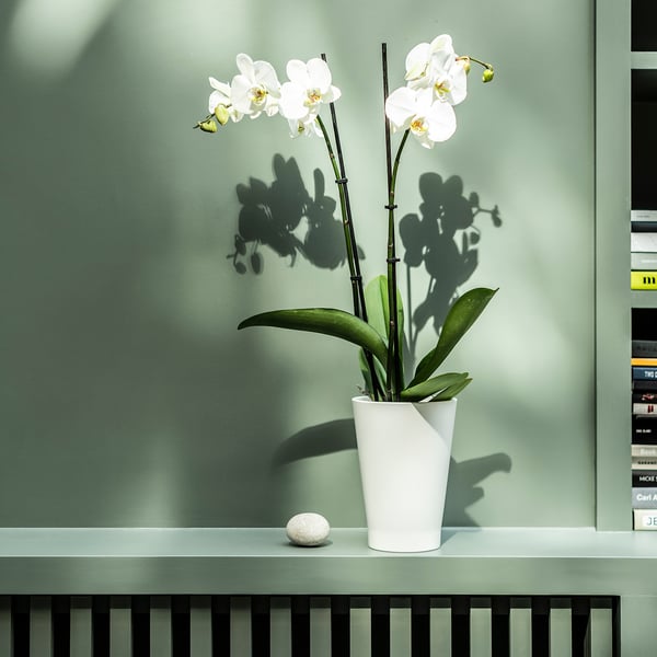 PHALAENOPSIS زرع في وعاء, أوركيد/2 ساق, 12 سم