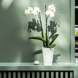 PHALAENOPSIS زرع في وعاء, أوركيد/2 ساق, 12 سم