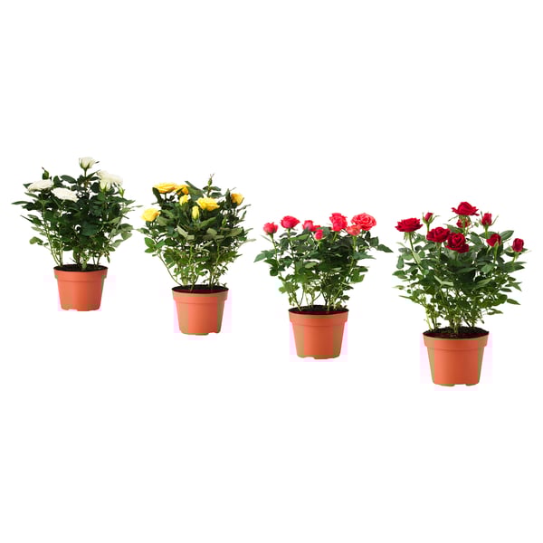 ROSA زرع في وعاء, ورد/عدة ألوان, 13 سم