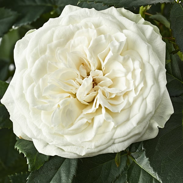 ROSA زرع في وعاء, ورد/عدة ألوان, 13 سم