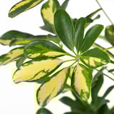 SCHEFFLERA ARBORICOLA زرع في وعاء, Umbrella tree, 24 سم