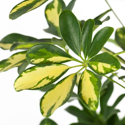 SCHEFFLERA ARBORICOLA زرع في وعاء, Umbrella tree, 24 سم