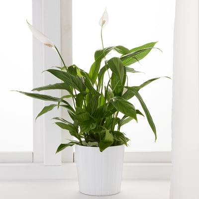 SPATHIPHYLLUM زرع في وعاء, بيسي للي, 12 سم