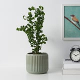 STILREN آنية نباتات, تركواز غامق, 15 سم