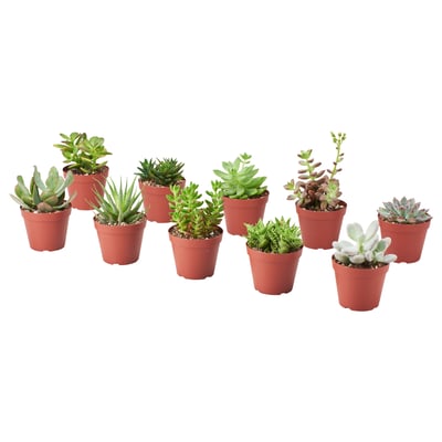 SUCCULENT زرع في وعاء, متعددة, 9 سم