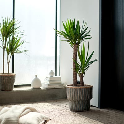 YUCCA ELEPHANTIPES زرع في وعاء, سباينليس يوكّا/ساقان, 24 سم