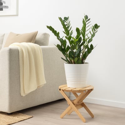 ZAMIOCULCAS زرع في وعاء, أرويد بالم, 17 سم