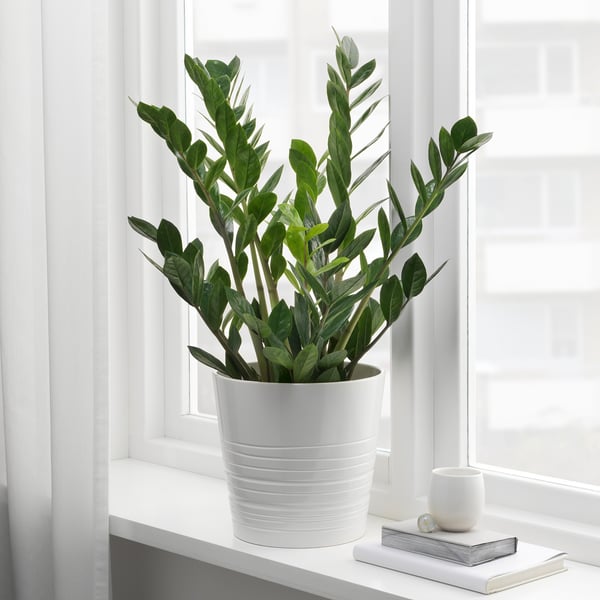 ZAMIOCULCAS زرع في وعاء, أرويد بالم, 17 سم