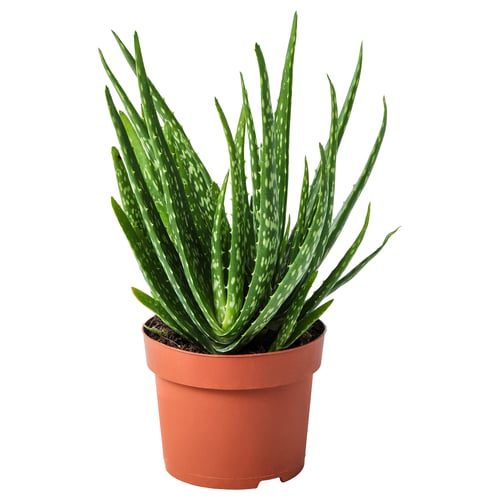 Potted ALOE VERA with white-spotted leaves.