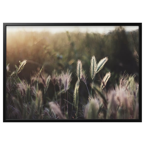 BJÖRKSTA Picture with frame, glowing sunset/black, 140x100 cm