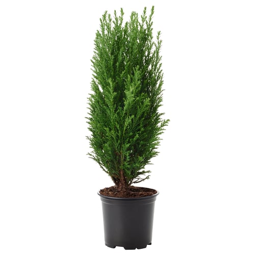 CHAMAECYPARIS Potted plant, False cypress, 9 cm