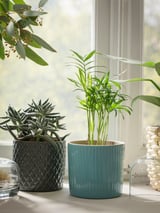 CHAMAEDOREA ELEGANS Potted plant, Parlour palm, 9 cm