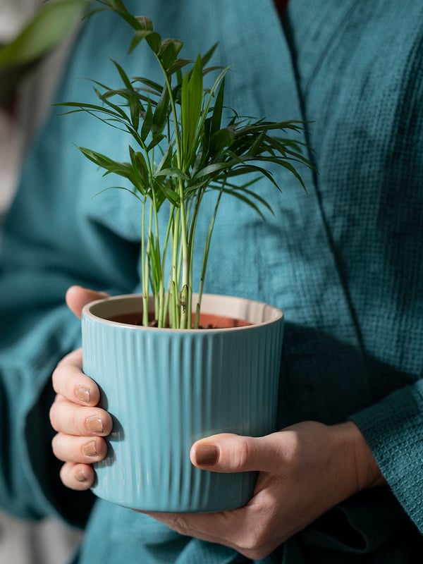 CHAMAEDOREA ELEGANS Potted plant, Parlour palm, 9 cm