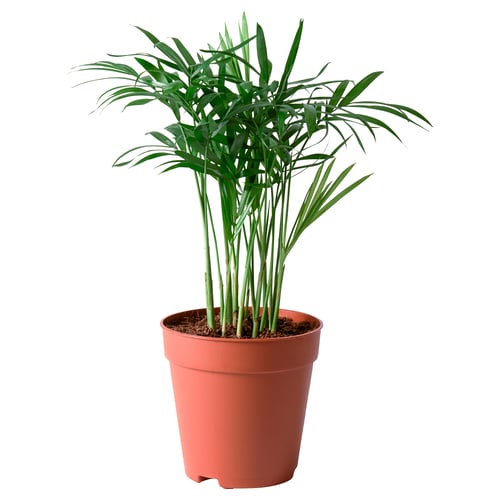 Potted green palm plant in red plastic container.