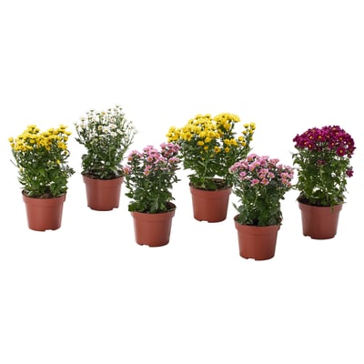 CHRYSANTHEMUM Potted plant, Chrysanthemums assorted colours, 13 cm