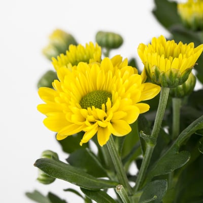 CHRYSANTHEMUM Potted plant, Chrysanthemums assorted colours, 13 cm