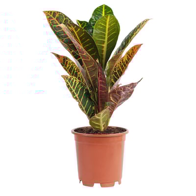 CODIAEUM Potted plant, Croton, 12 cm