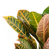 CODIAEUM Potted plant, Croton, 12 cm