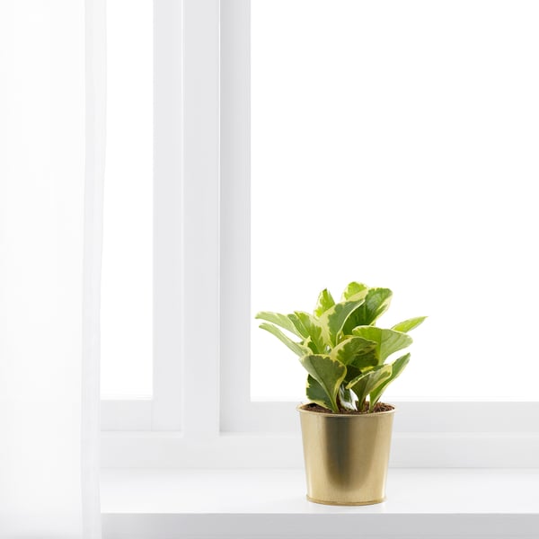 DAIDAI Plant pot, brass-colour, 9 cm