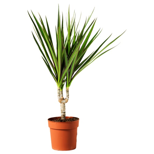 Orange-potted dracaena with green slender leaves.