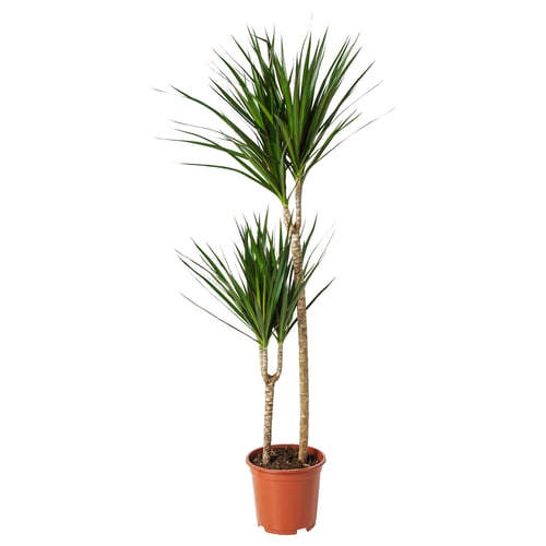 Potted DRACAENA MARGINATA in terracotta, two stems with bright green leaves.