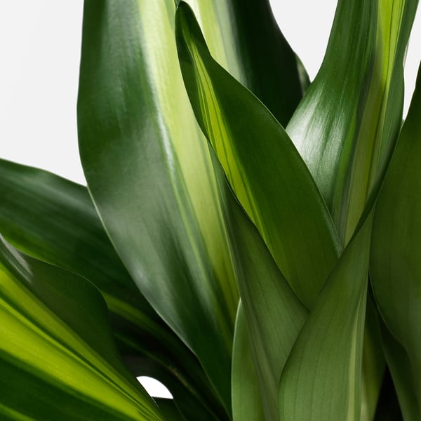 DRACAENA MASSANGEANA Potted plant, Dom plant/1 stem, 14 cm
