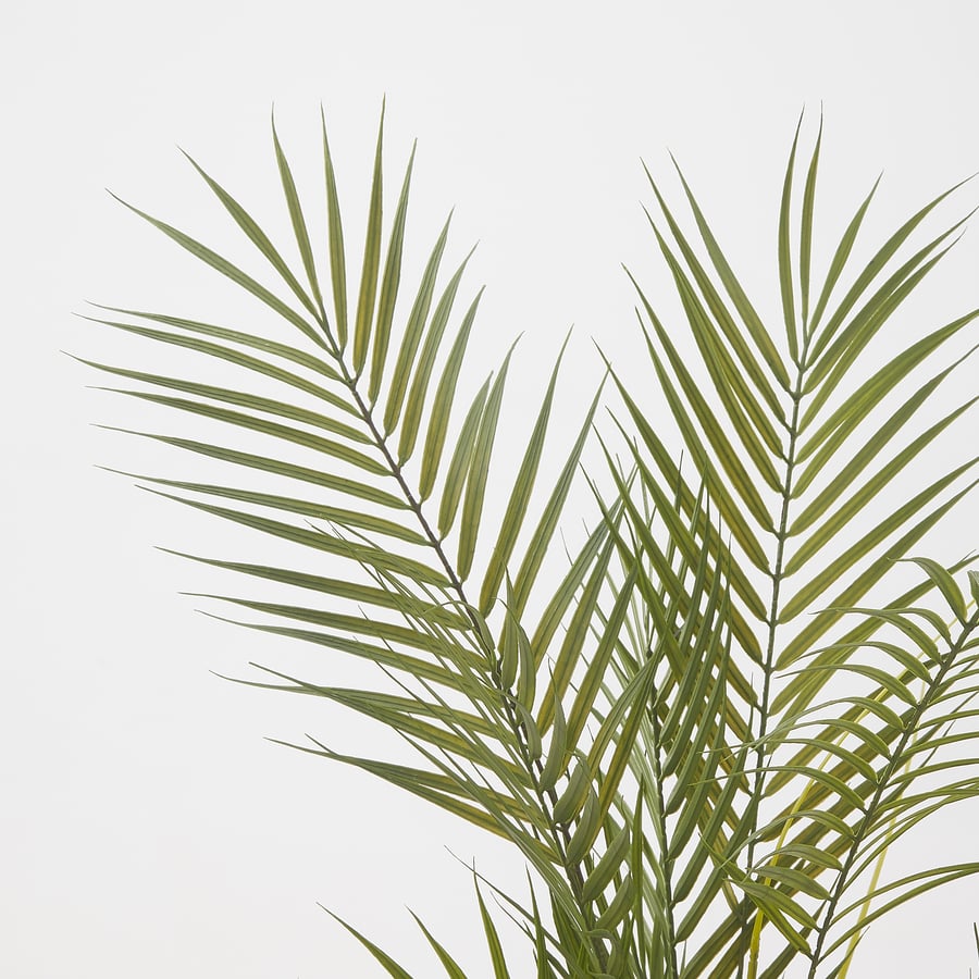 FEJKA artificial potted plant, in/outdoor/Kentia palm, 15 cm IKEA
