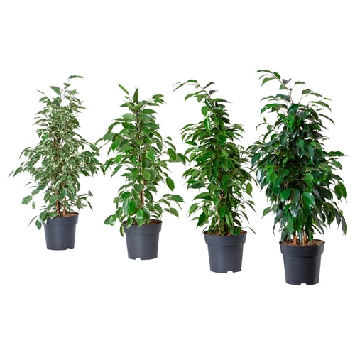 Four potted FICUS BENJAMINAs, vibrant green, in dark plastic pots, evenly spaced in a row.