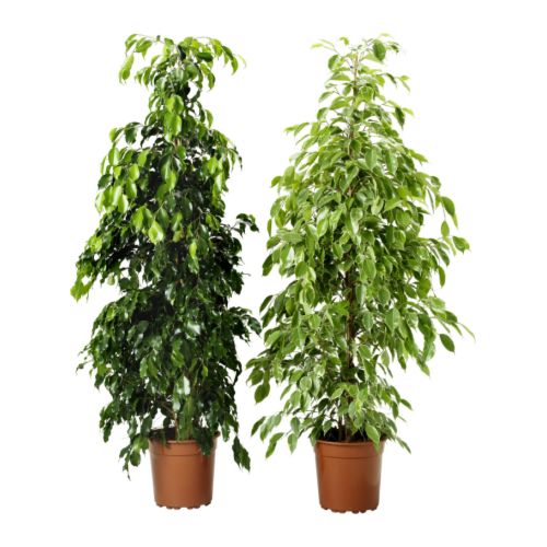 Two tall, lush green FICUS BENJAMINA plants in brown plastic pots, healthy and vibrant.
