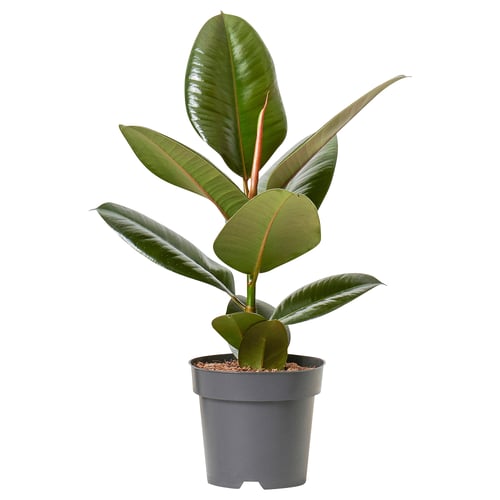 Potted ficus with glossy green leaves.
