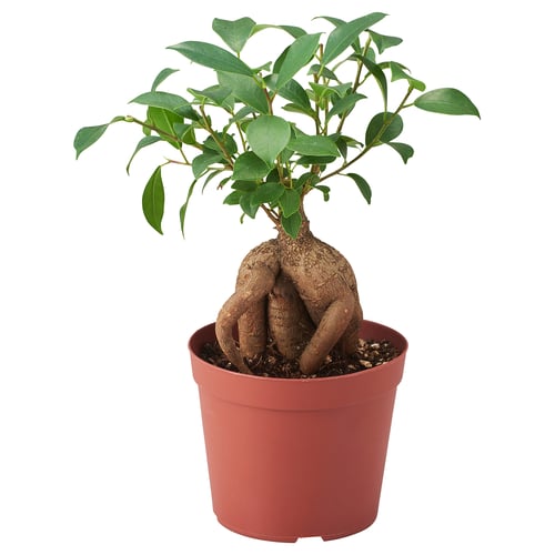 Potted FICUS plant, healthy green leaves.