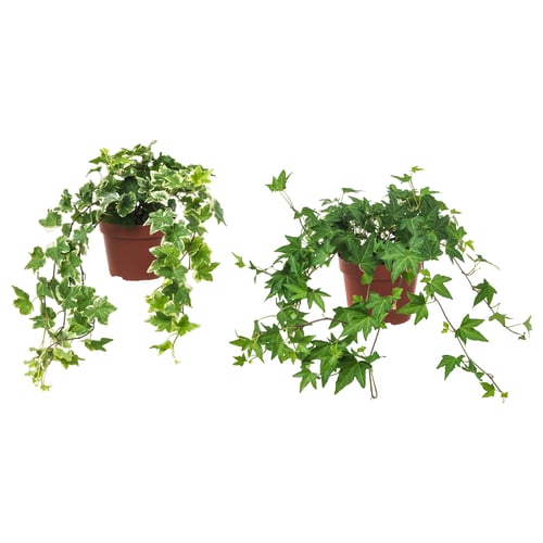 Two potted ivy plants, vibrant green with trailing vines, in brown pots, ideal for indoor or outdoor decor.