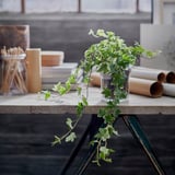 HEDERA HELIX Potted plant, Ivy, 13 cm