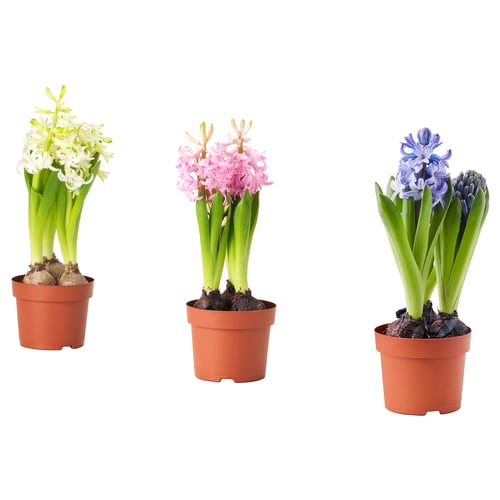 HYACINTHUS Potted plant, 3 bulbs, Hyacinth assorted colours, 12 cm