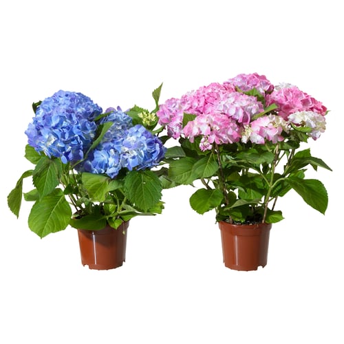 HYDRANGEA Potted plant, Hydrangea assorted colours, 21 cm