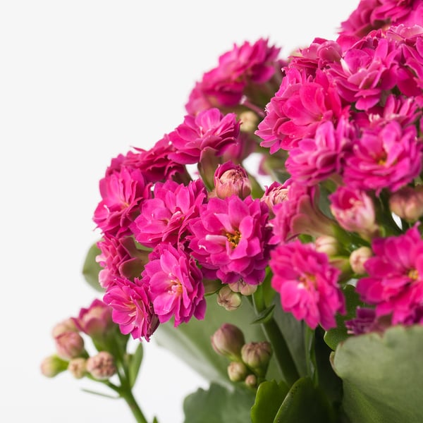 KALANCHOE Potted plant, Flaming Katy/assorted colours, 10.5 cm
