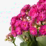 KALANCHOE Potted plant, Flaming Katy/assorted colours, 10.5 cm