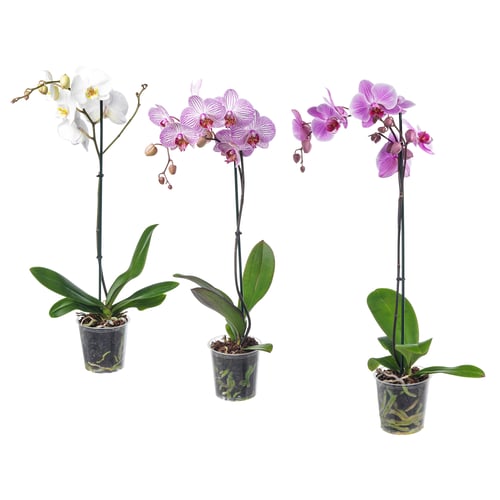 Three potted orchids, white, pink, purple, in transparent pots, lush green leaves, elegant flowers, plastic pots.
