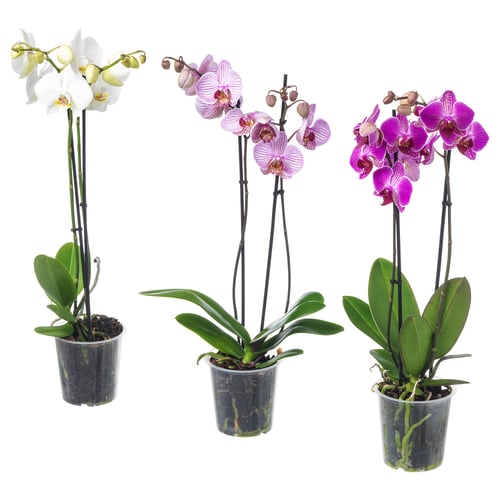 Three potted orchids, white, purple, pink, in plastic pots.
