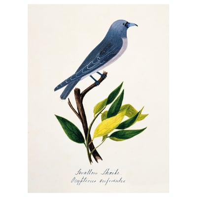 PJÄTTERYD Picture, bird blue, 30x40 cm