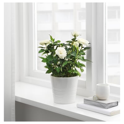 ROSA Potted plant, Rose/assorted colours, 13 cm