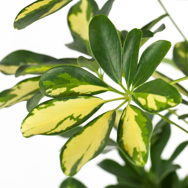 SCHEFFLERA ARBORICOLA Potted plant, Umbrella tree, 24 cm