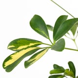 SCHEFFLERA ARBORICOLA Potted plant, Umbrella tree, 24 cm