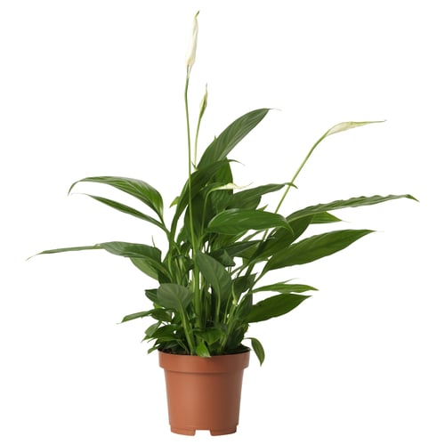 Brown-potted SPATHIPHYLLUM with green leaves and white flower.