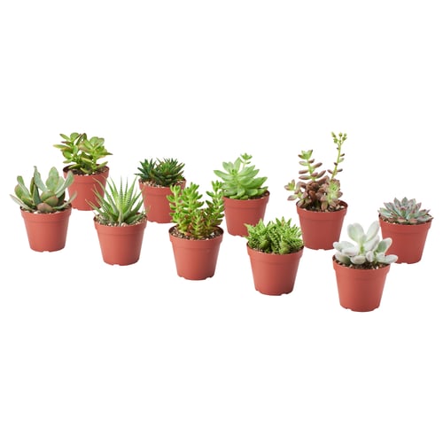 Nine diverse small SUCCULENTs in red plastic pots, arranged neatly in a row.