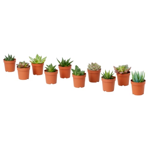 Ten small SUCCULENTs in orange plastic pots, neatly arranged in a row.