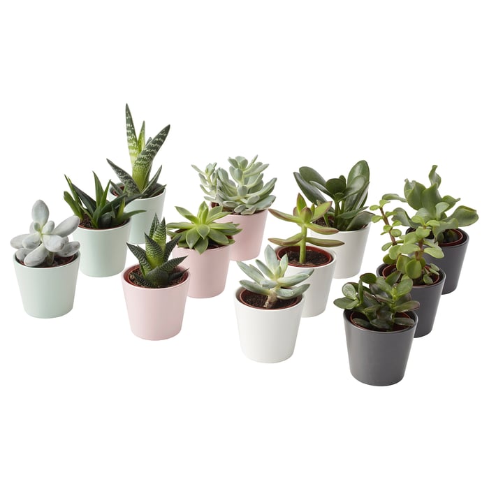 SUCCULENT potted plant with pot, assorted, 6 cm IKEA